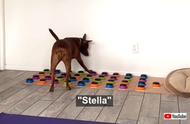 stella2_640