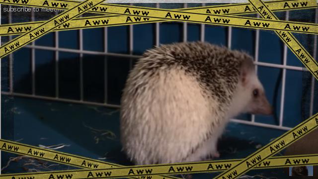 hedgehog-2 [www-frame