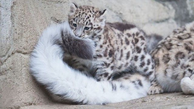 snowleopards7_e