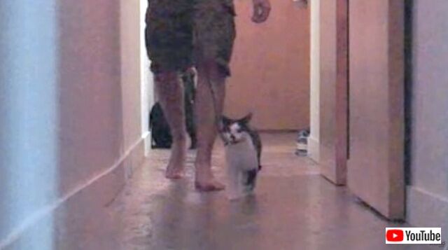 howtowalkurhuman5_640