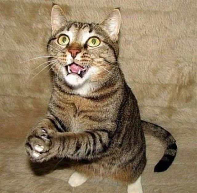 prayingcat7_e