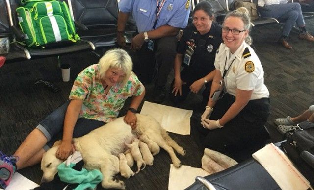 q4ch3-service-dog-birth5_e