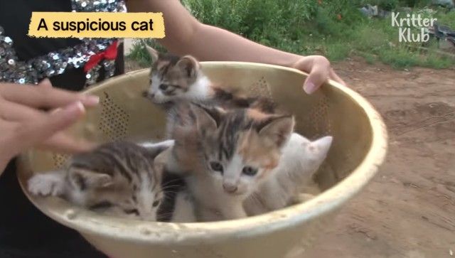 catadoptkittens5_e
