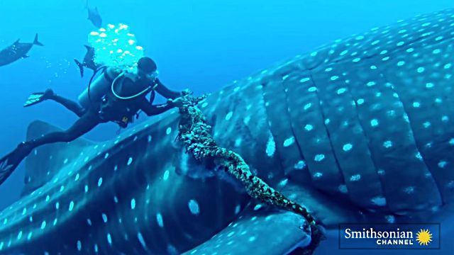 whaleshark4
