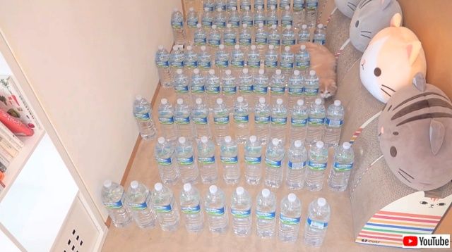 catsnbottles2_640