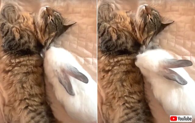 kittenbunny5_640