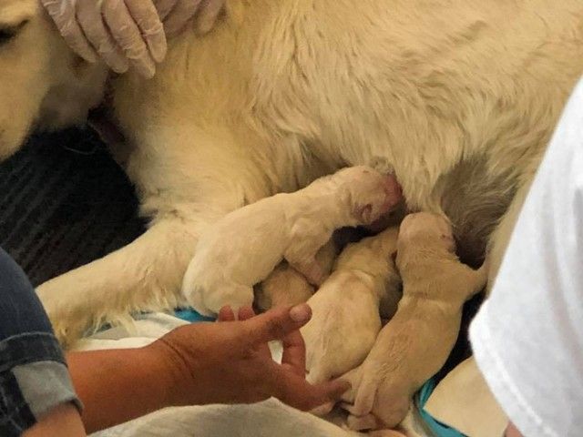 cgupg-service-dog-gives-birth-at-airport-3_e