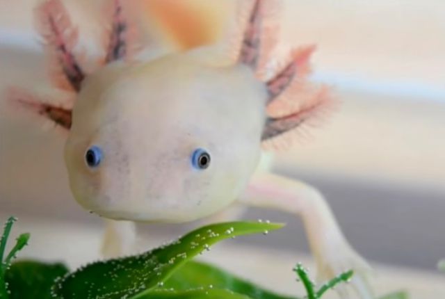 axolotlbaby3