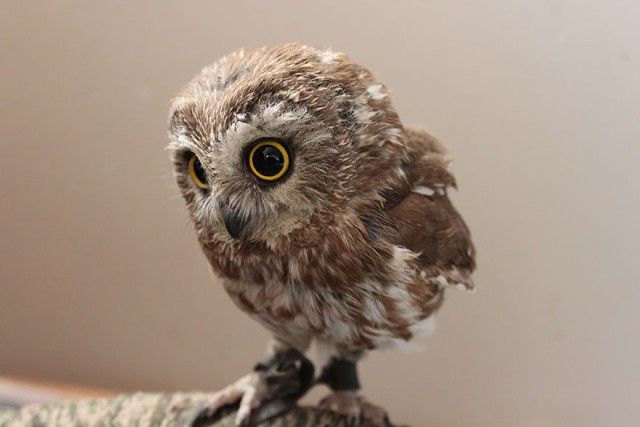 owl-photography-2__880_e