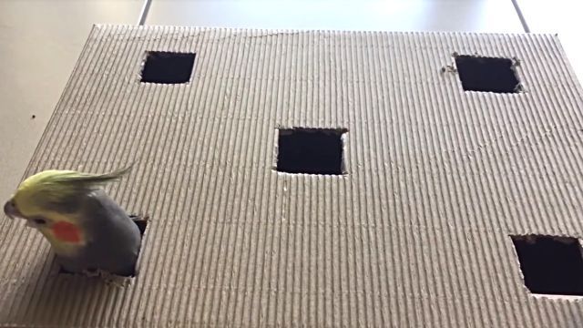 whatsinbox3