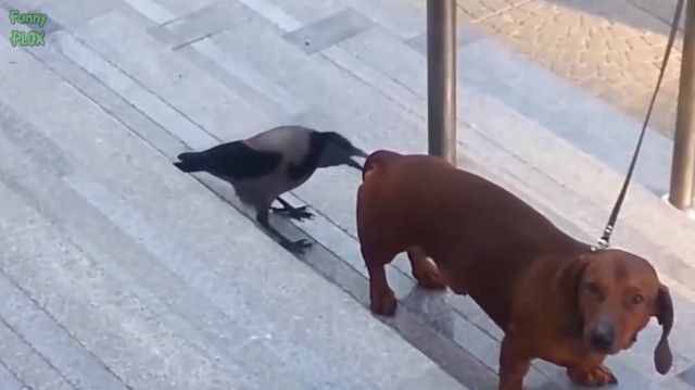 cutedogsnkitten2_e