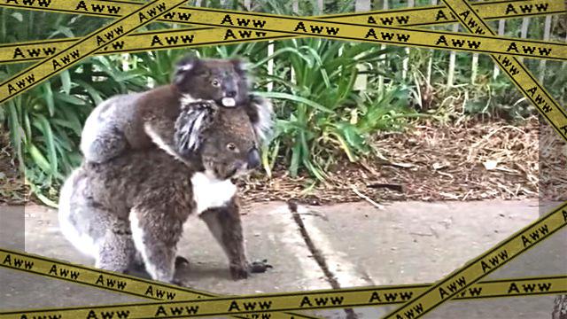 koala1-frame