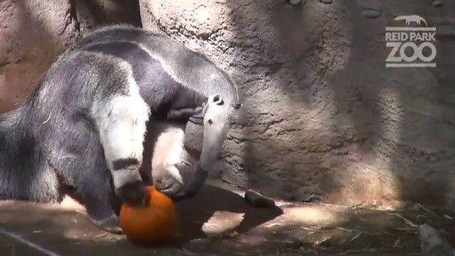 halloweenatzoo7_e