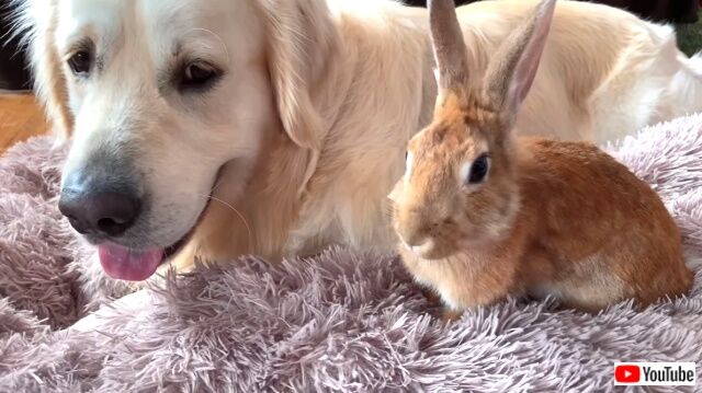 rabbitsngolden6_640