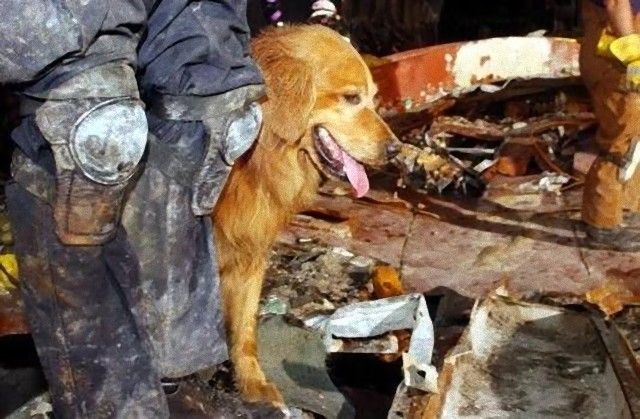 911dogs9_e