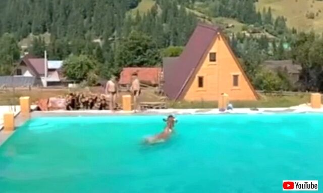 cowjumpingintopool5_640