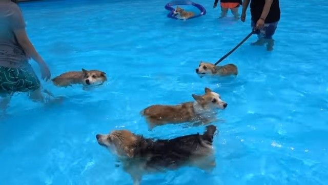 corgiswiming3_e