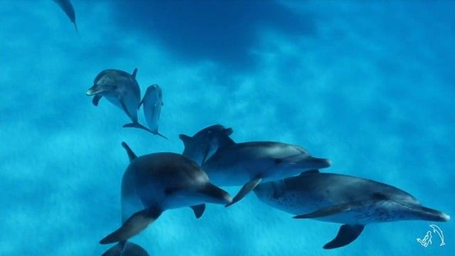 dolphininvitation7_e