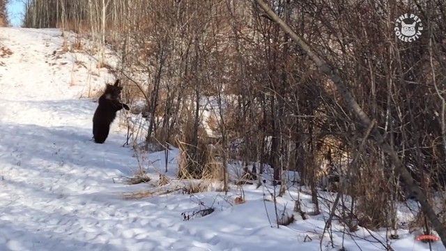bearsbears2_e