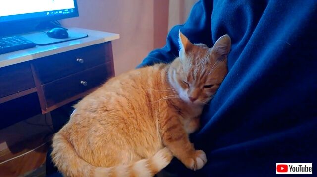 morethanpets4_640
