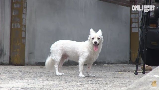 dogwaitingforsomeone3_e