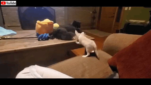 fennecncat4