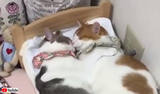 cutebabiiesvids0_640