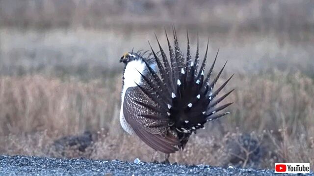 mating4_640_640