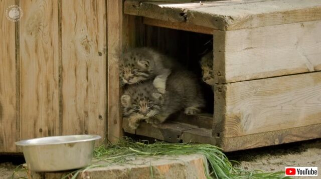 「まだ遠くへは行っちゃダメ！」マヌルネコの子猫たち、お母にゃんに見守られて外の世界を初体験