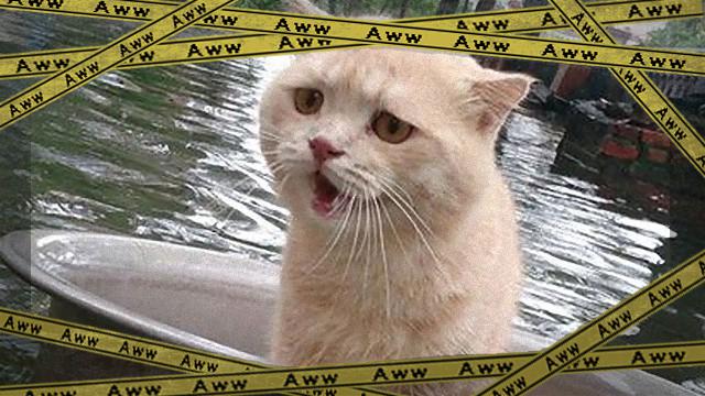 cat-1_e-frame
