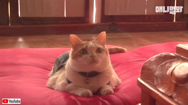 buddhacat3_640