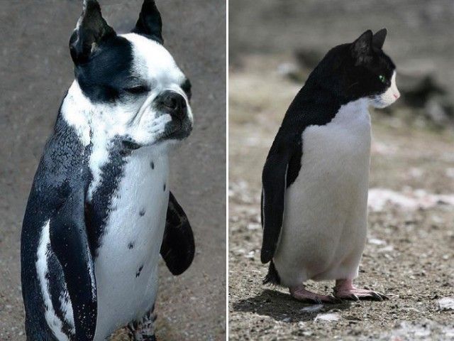 penguin14_e