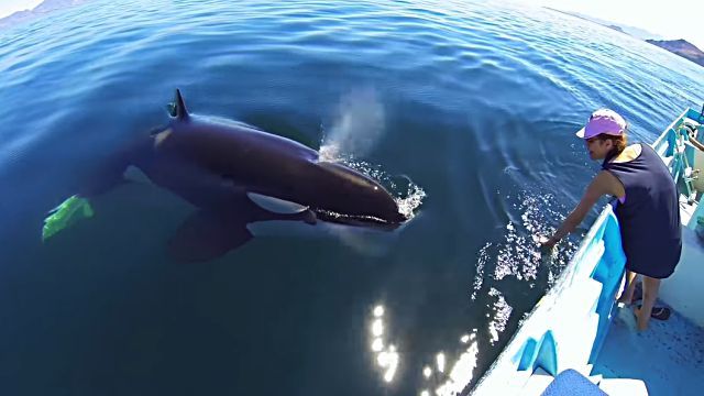 killerwhale1