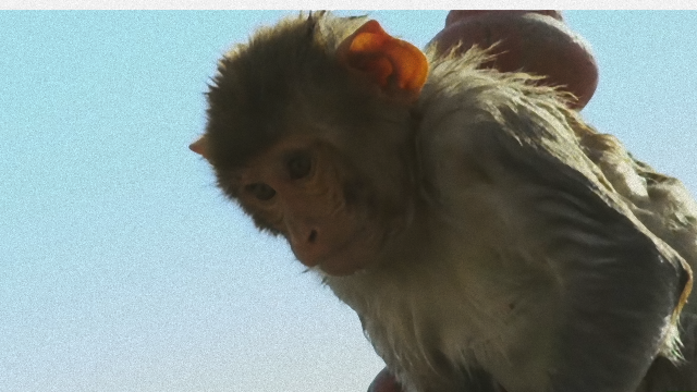 monkey-1_e