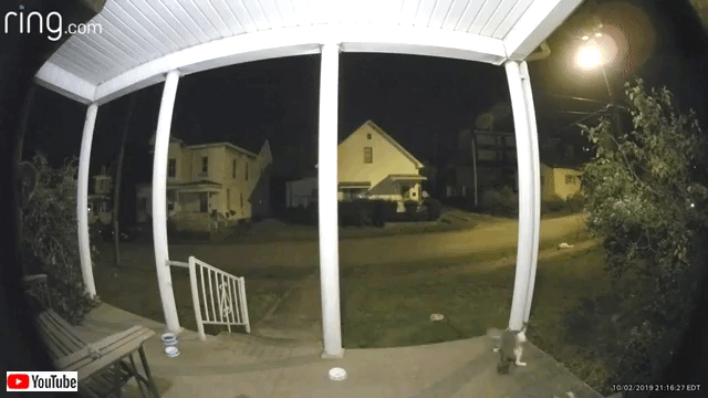 ghostcat