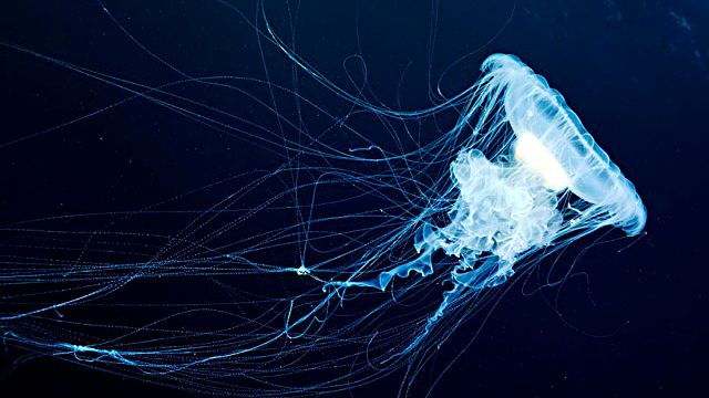 underwater-jellyfish-alexander-semenov-aquatis-13-2_ea