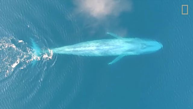 bluewhale3