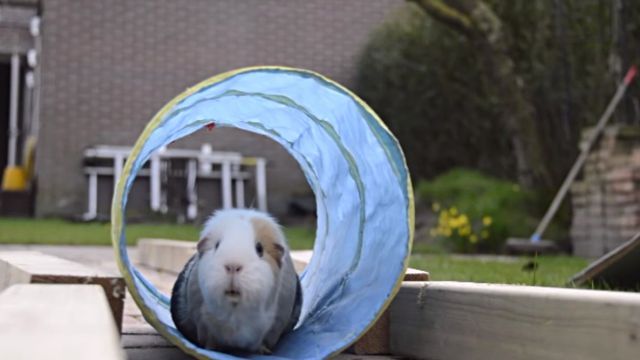 guineapigolympics7