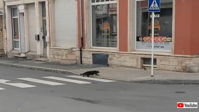catseesrat1_640
