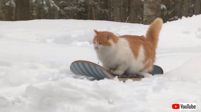 猫のスノーボーダー登場！銀世界を満喫するスノボーキャットを追いかけてみた