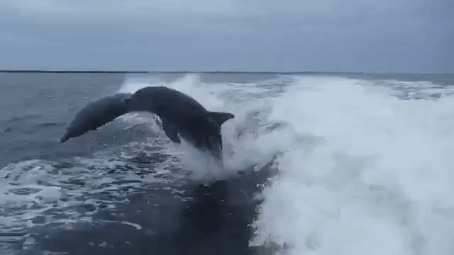 dolphincollision
