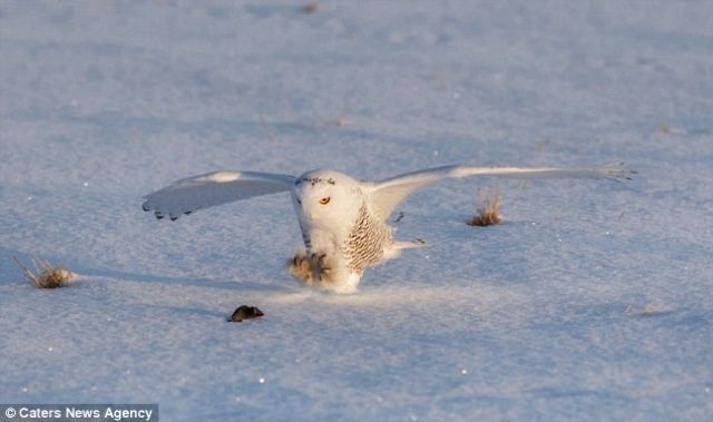 owl-4 (1)