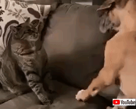 catdogpals (2)