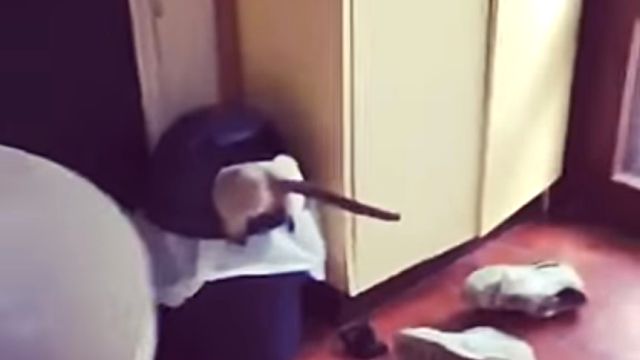stuckcat1