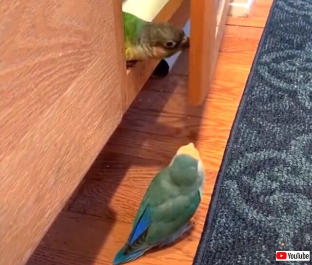 funnybirds5_640