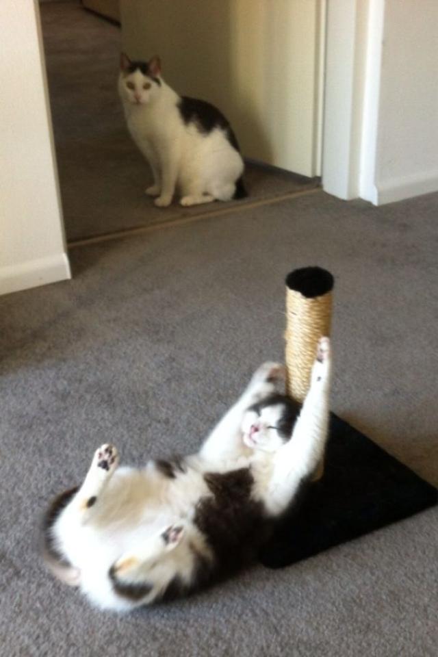 net]