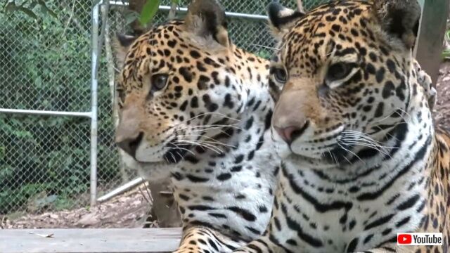 jaguars5_640
