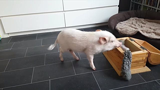piggy1