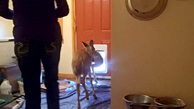 deer5