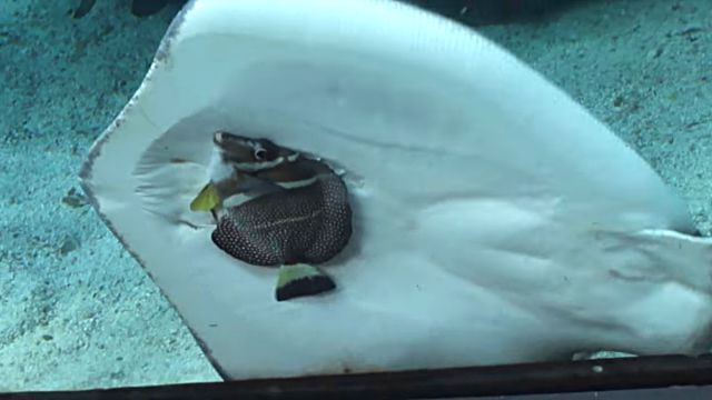 ちょ 待って待って ロープロープ 水族館の水槽の中で魚を食べようとするエイがいた カラパイア